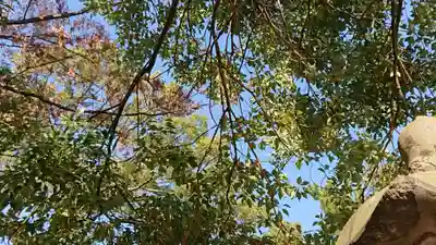 箱田神社の自然