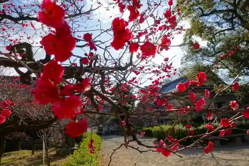 道明寺天満宮の自然