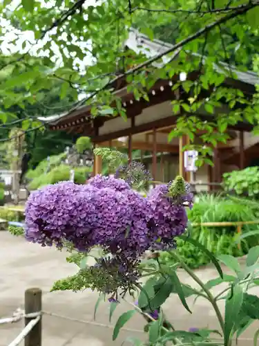 鳩森八幡神社の自然