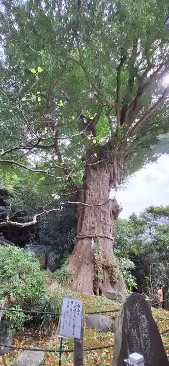 荏柄天神社(神奈川県)