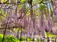 天台宗 五大山 白毫寺の自然