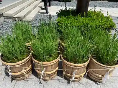 東京大神宮(東京都)