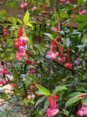 赤坂氷川神社の自然