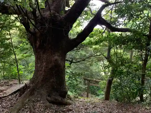 愛宕神社の自然