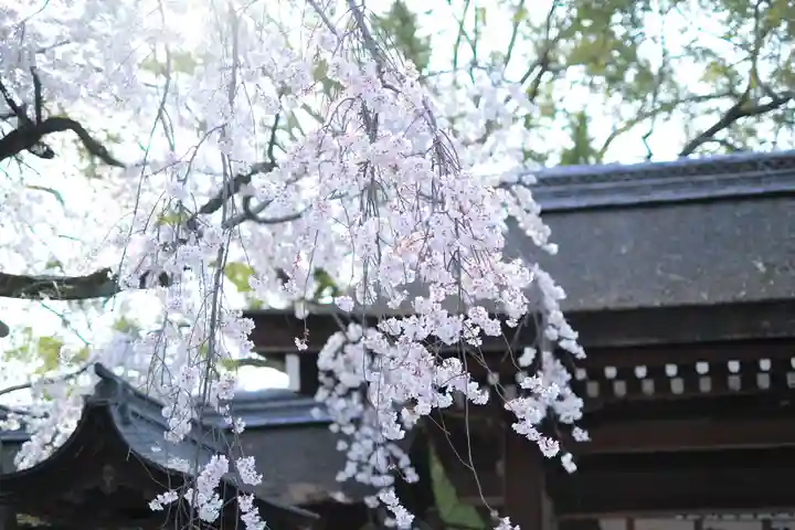 平野神社の自然