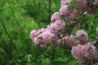狐田稲荷神社の自然