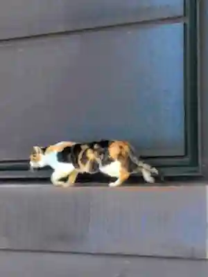 高円寺氷川神社(東京都)