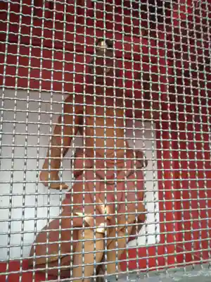 長勝寺(波切不動院)(千葉県)