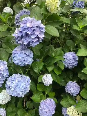 高幡不動尊　金剛寺(東京都)