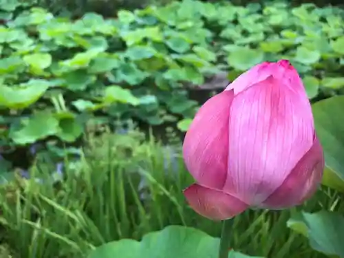 法金剛院の自然