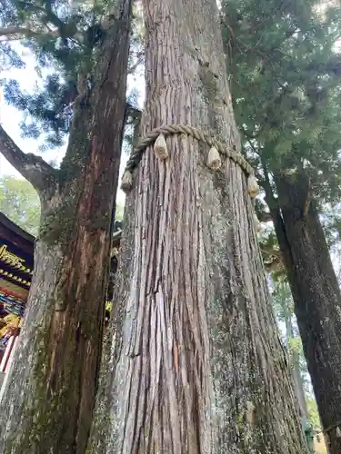 三峯神社の自然