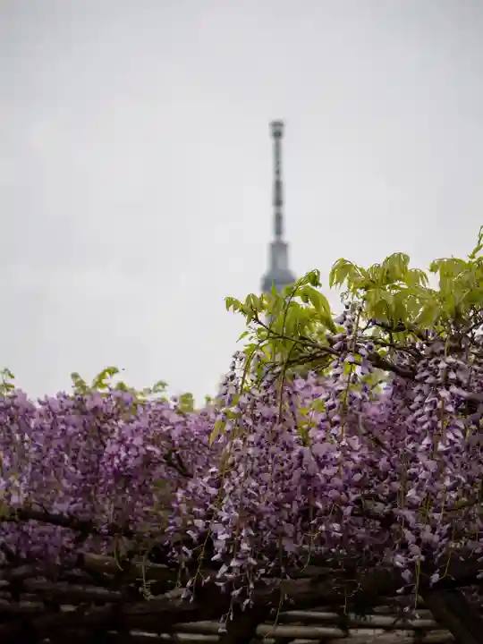 亀戸天神社(東京都)