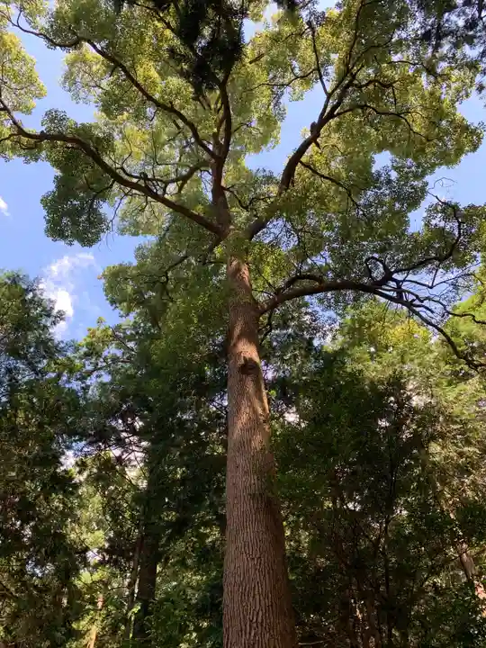 大宮神社の自然