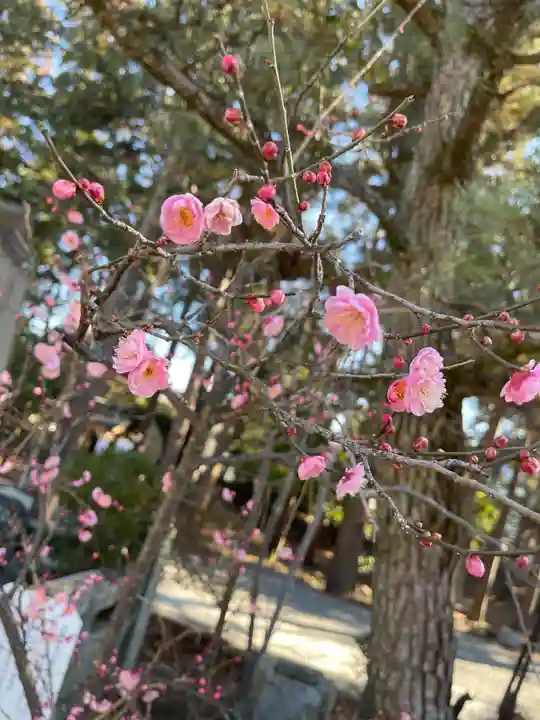 甲斐國一宮 浅間神社の自然
