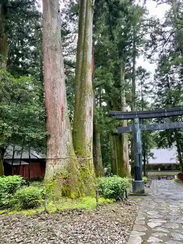 日光東照宮御仮殿の鳥居