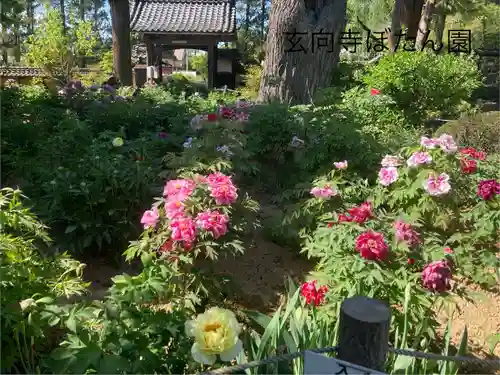 玄向寺(長野県)