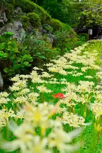 横浜　西方寺(神奈川県)