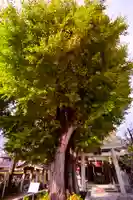 飛木稲荷神社(東京都)