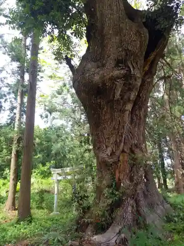 八幡神社の自然
