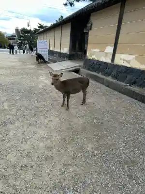春日大社(奈良県)