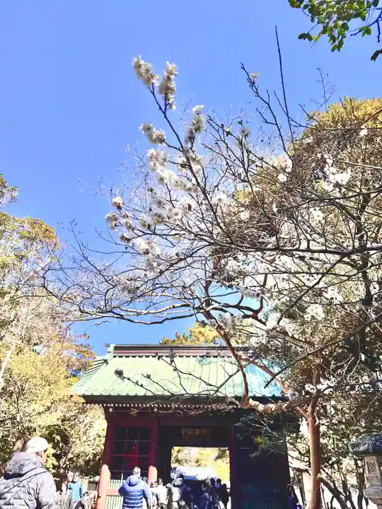 高徳院(神奈川県)