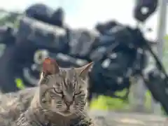 熊野那智神社の動物