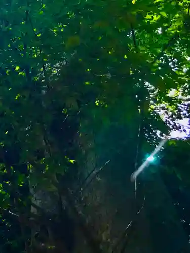 愛宕神社の自然