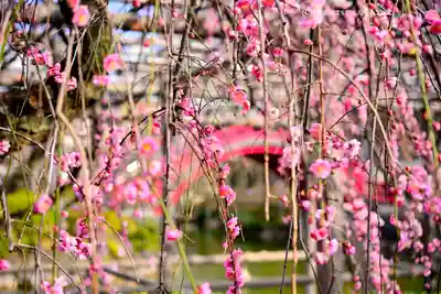 亀戸天神社(東京都)