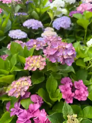 釜滝薬師金剛寺の{uncategorized: "未分類", other: "その他", undefined: "問題あり", building: "その他建物", grave: "お墓", sacred_gate: "鳥居", guardian: "狛犬", statue: "像", buddha: "仏像", history: "歴史", nature: "自然", garden: "庭園", animal: "動物", pagoda: "塔", temizu: "手水舎", mountain_gate: "山門・神門", sanctuary: "本殿・本堂", subordinate: "末社・摂社", art: "芸術", scenery: "景色", jizo: "地蔵", ema: "絵馬", goshuin: "御朱印", omikuji: "おみくじ", items: "授与品その他", amulet: "お守り", goshuincho: "御朱印帳", eats: "食事", festival: "お祭り", votive_dance: "神楽", shichigosan: "七五三参", wedding: "結婚式", experience: "体験その他", initially: "初詣", around: "周辺", anti_infection: "感染症対策"}