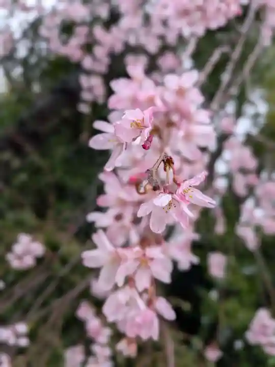 阿佐ヶ谷神明宮(東京都)