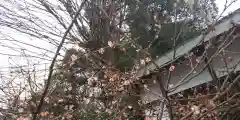 平野神社(京都府)