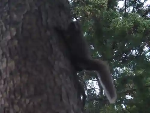 気多神社の動物