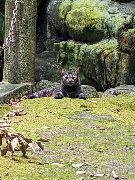 白山神社(二子町)の動物