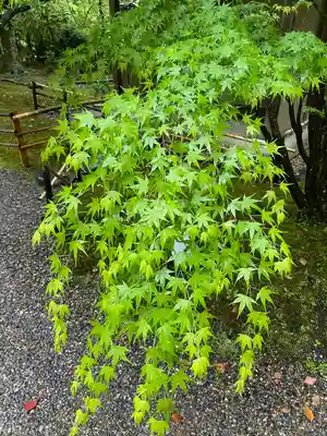 長岡天満宮(京都府)