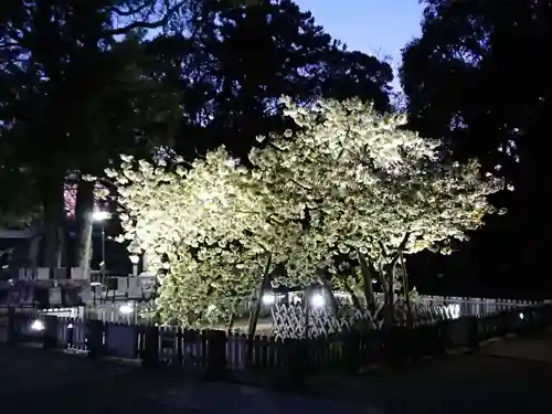 上地八幡宮の自然