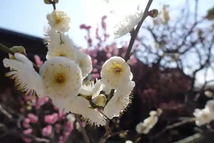 菅原天満宮(菅原神社)(奈良県)