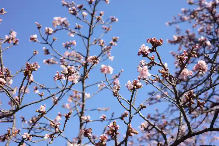 西新井大師総持寺の自然