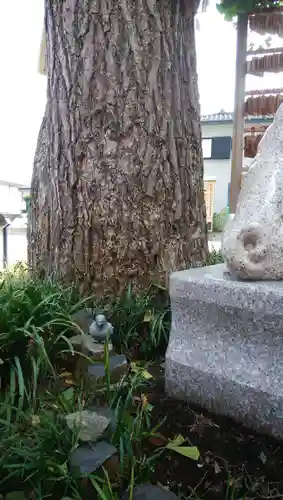 川越八幡宮の狛犬