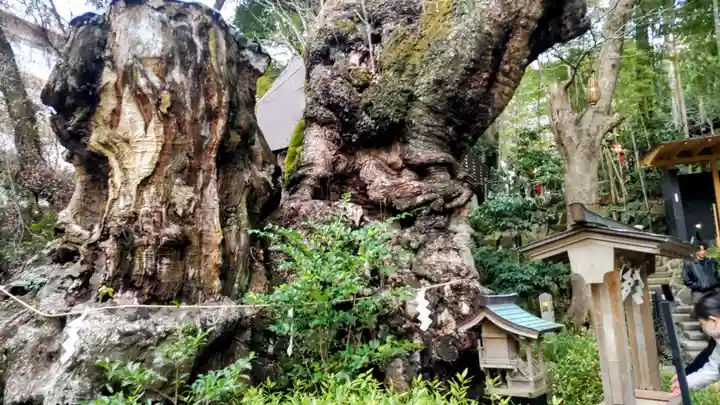 來宮神社(静岡県)