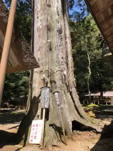 元伊勢内宮 皇大神社の自然