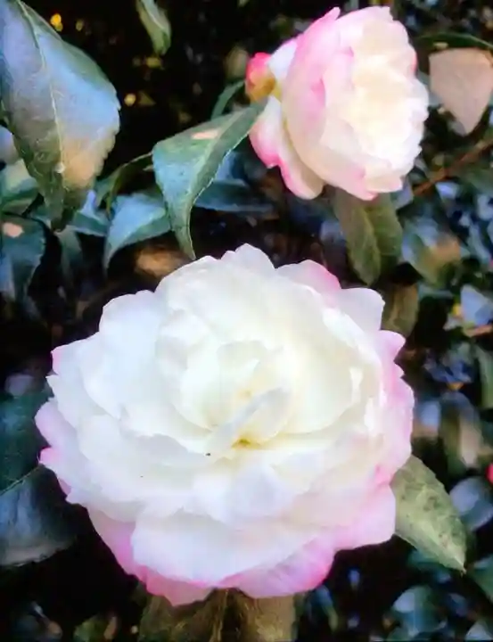 阿佐ヶ谷神明宮(東京都)