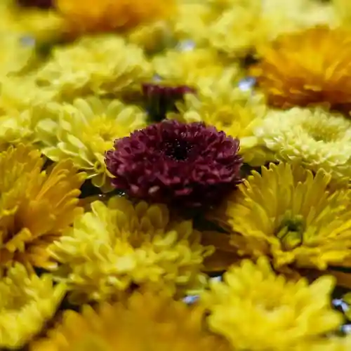 帯廣神社の手水舎