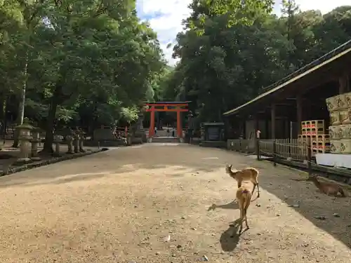 春日大社の動物