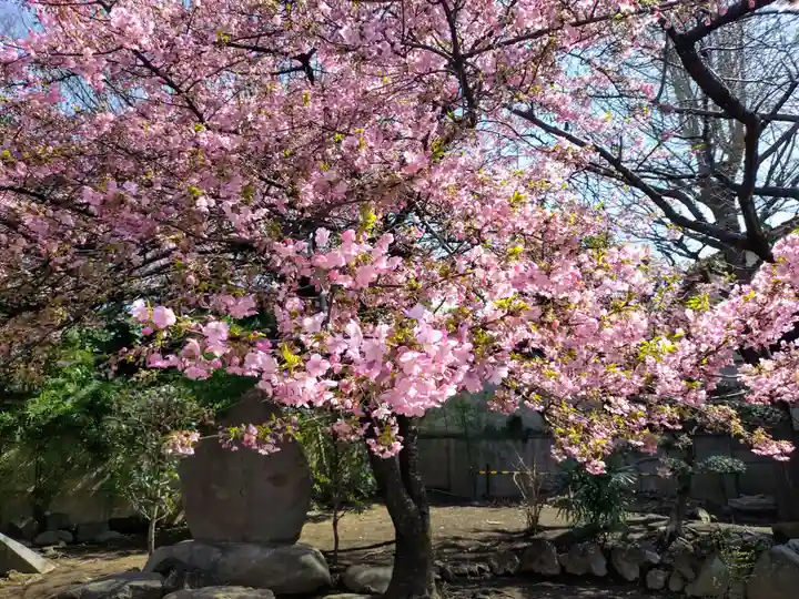 新井薬師(梅照院)(東京都)