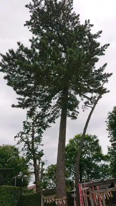 中野沼袋氷川神社の自然