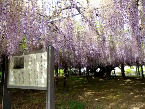 玉敷神社(埼玉県)