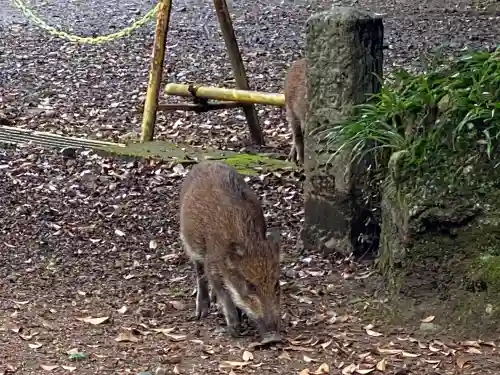 賀茂神社の動物