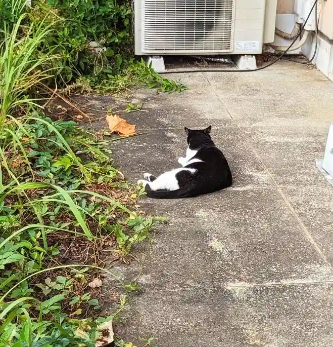 白金氷川神社の動物