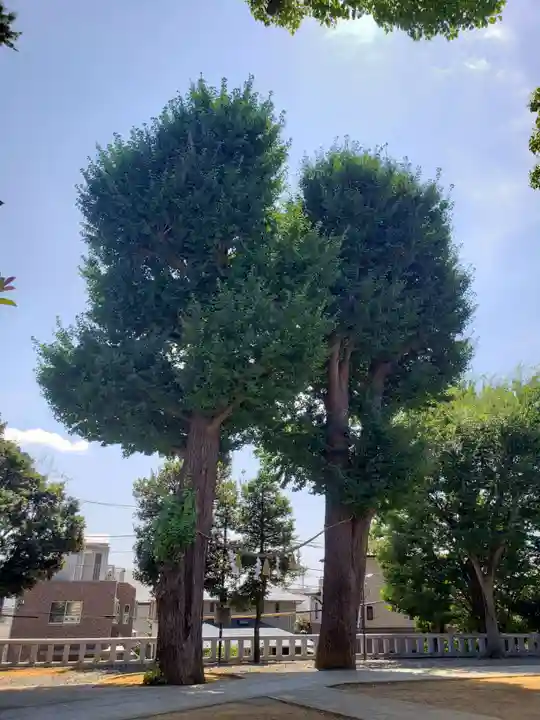 代田八幡神社の自然