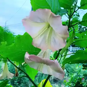 豊景神社の自然(2020年08月28日(金) 05時41分34秒投稿)